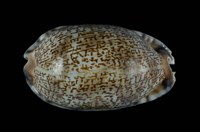 藏品(花枕寶螺)的圖片